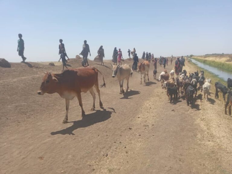  Looting of Villages and Al-Kanabi in Al-Kamlin in Northern Gezira State