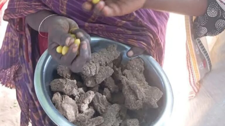 علف الأبقار “الامباز” يتحول إلى وجبة أخيرة في الفاشر بعد توقف آخر تكية عن العمل علف الأبقار “الامباز” يتحول إلى وجبة أخيرة في الفاشر بعد توقف آخر تكية عن العمل