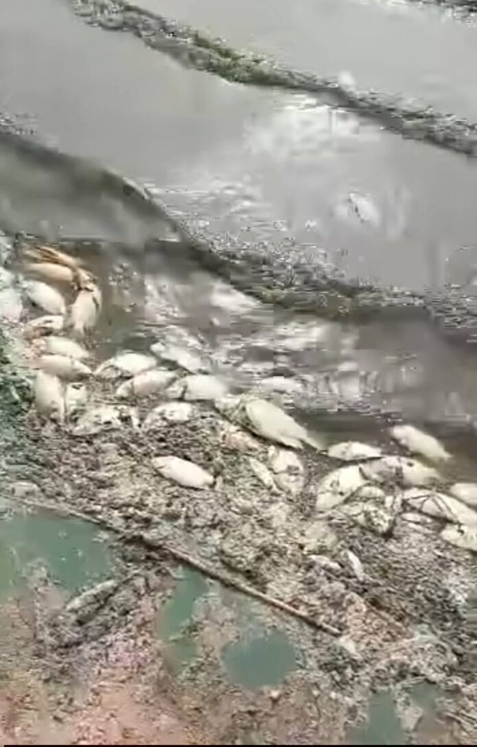 نفوق أسماك ببحيرة النوبة.. السلطات ترجح أسبابًا بيئية