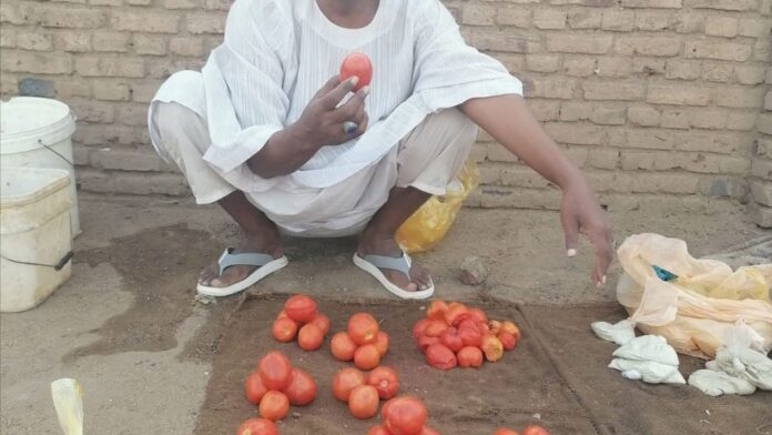 ارتفاع أسعار الخضروات في السودان.. حبة الطماطم الواحدة تصل إلى 500 جنيه