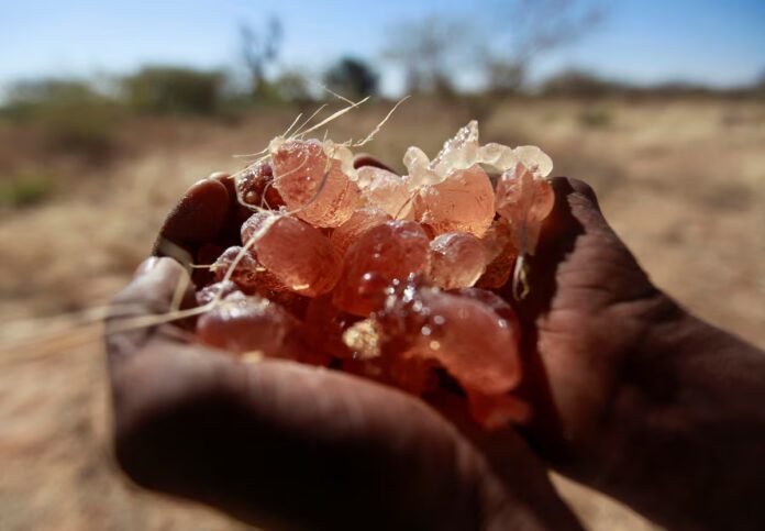 الأمم المتحدة تحذر من أن تجارة الصمغ العربي في السودان تساهم في استمرار الحرب الأهلية.