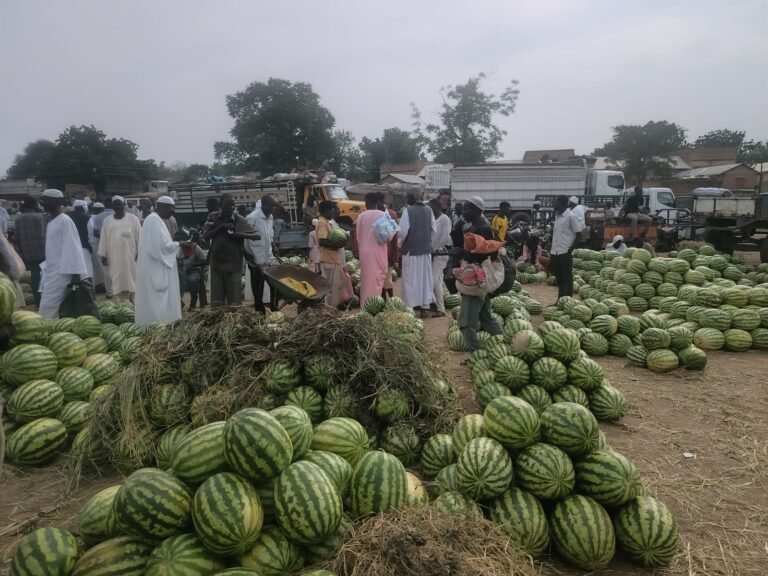وفرة وانتعاش.. سوق البطيخ في نيالا يزدهر بإنتاج وفير مع موسم الخريف