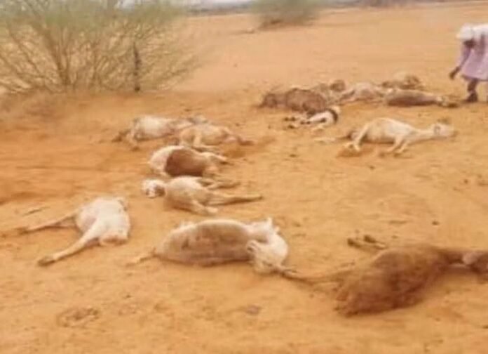 كارثة بيطرية في شمال دارفور.. نفوق أكثر من 420 رأساً من الضأن في جبل عيسى بسبب الجفاف وتأخر الأمطار