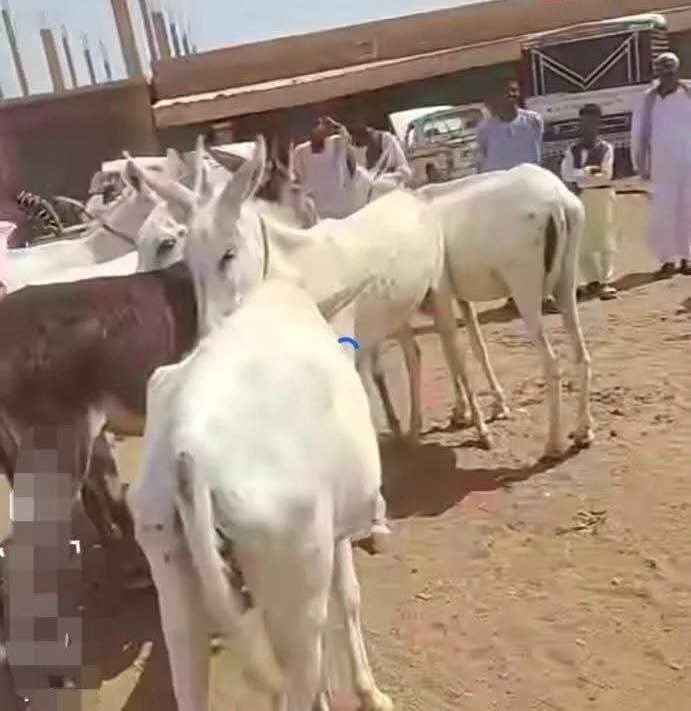 ارتفاع جنوني في أسعار الحمير في السودان.. السعر يصل إلى 5 مليار جنيه